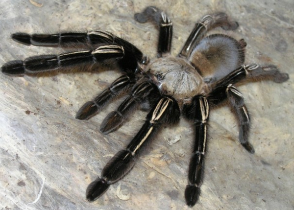 Ephebopus murinus,  Spiderling